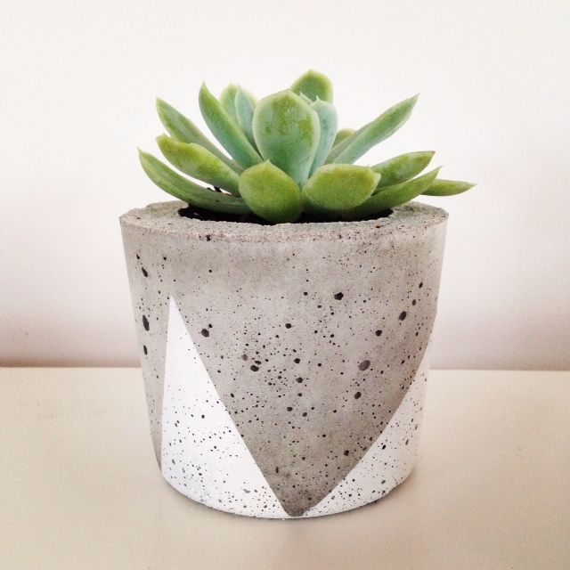 Succulent in a concrete pot.