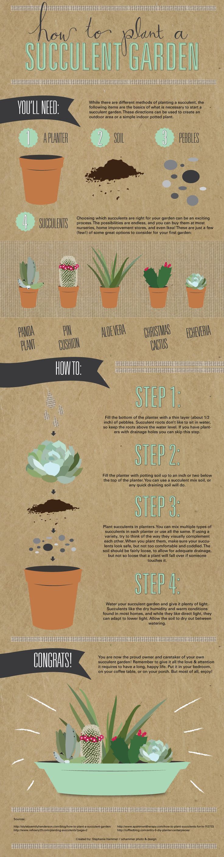 Succulent planting infographic