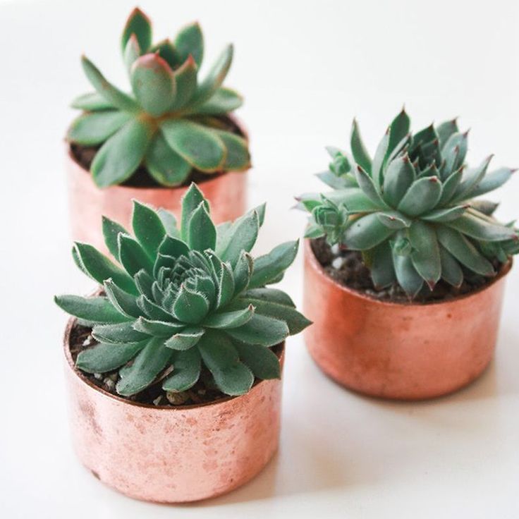 Succulents in copper pots