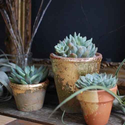 Succulents_in_Terra_Cotta_Pots